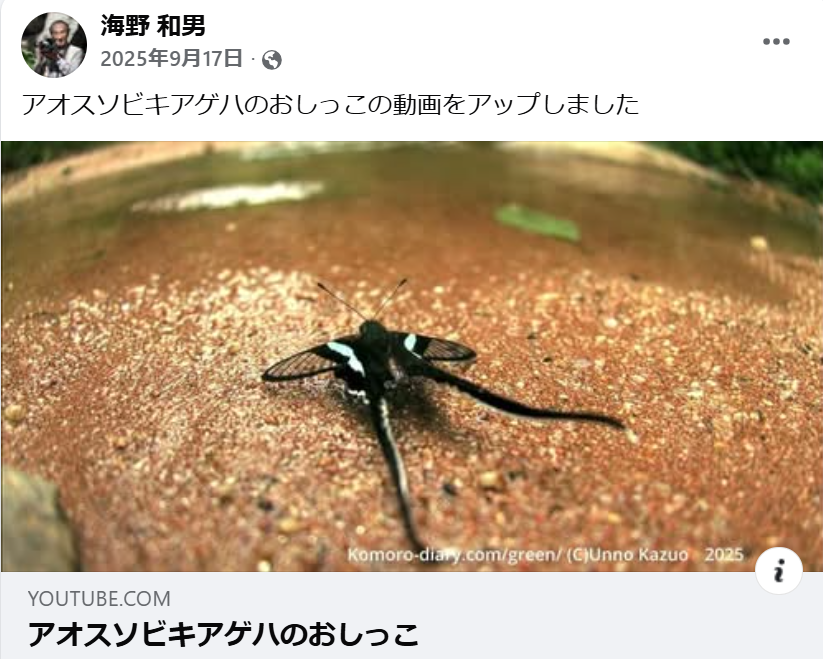 アオスソビキアゲハのおしっこの動画