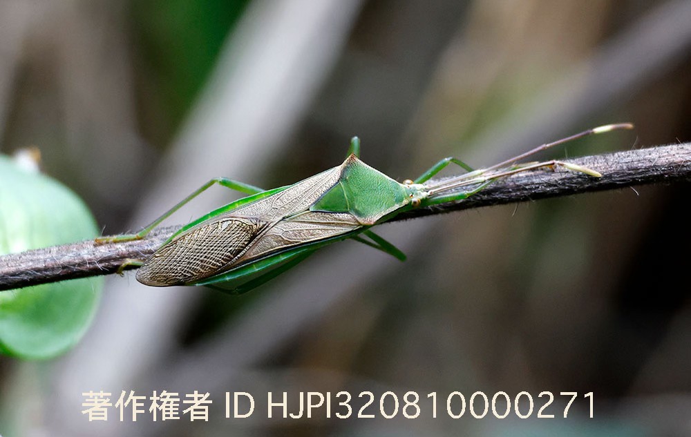 庭にいたオオクモヘリカメムシ